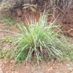 Lemon Grass