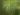 cyperus-papyrus