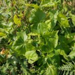 Cape Ivy
