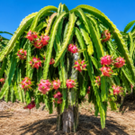 Dragon Fruit