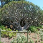 Dracaena Draco (Dragon Tree)