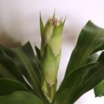Cornstalk Dracaena