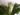dracaena-fragrans-953