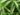 dracaena-reflexa-37
