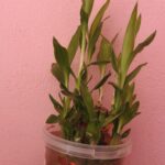 Lucky Bamboo