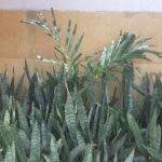 Snake Plant