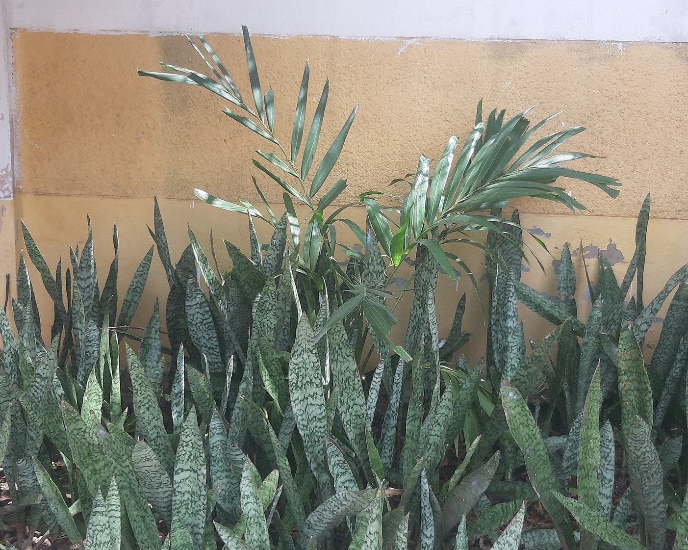 Snake Plant