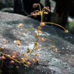 Golden Dew