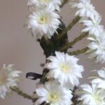 Ester Lily Cactus