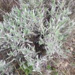 English Lavendar