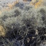 Felt Bush