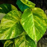 The Money Plant