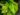 epipremnum-aureum-747