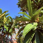 Loquat