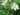eruca-sativa-1076