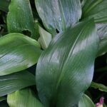 Amaxon Lily