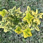Evergreen Spindle