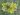euonymus-japonicus