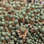 Euphorbia Cactus