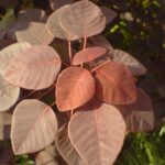 Euphorbia Copper