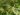 euphorbia-heterophylla-700