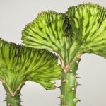Molted Spurge Cactus