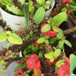 Crown of Thorns