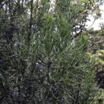 Eves Pin Plant