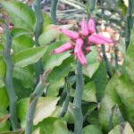 Devil's Backborn Cactus