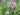 euphorbia-tithymaloides-780