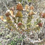 Twisted Spurge