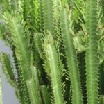 African Milkweed Cactus