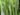 euphorbia-trigona-51