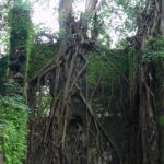 Banyan Tree