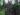 ficus-benghalensis-992