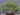 ficus-benjamina-206