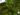 ficus-lyrata-10