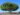ficus-microcarpa-49