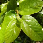 Creeping Fig