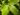 ficus-pumila