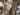 ficus-sycomorus-492
