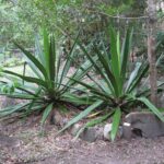 Giant Cabuya