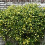 Carolina Jessamine