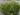 gelsemium-sempervirens-1077