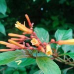 Firebush