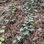 English Ivy
