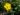 helianthemum-nummularium-587
