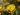 helichrysum-italicum-1054