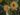 hibiscus-tiliaceus-668