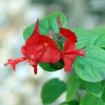 Chinese Hat Plant